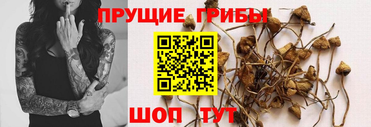 Бузулук  Галлюциногенные грибы ЛСД  Вход с VPN  Галлюциногенные грибы Cubensis 